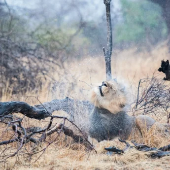 lion, true zambia experience trip