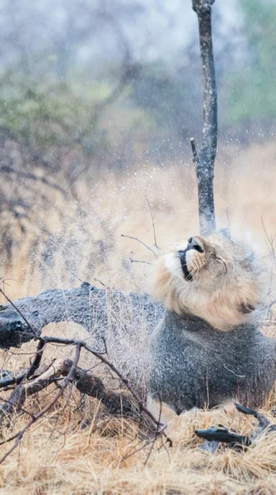 lion, true zambia experience trip