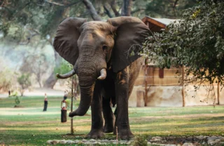 Elephant Zambia