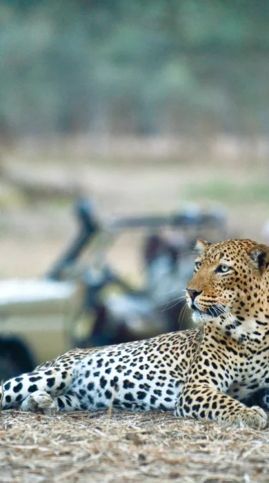 WIldlife, leopard, Old Mondoro, Lower Zambezi, Zambia