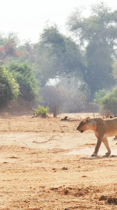 PB Activity Game Drive with Lion2
