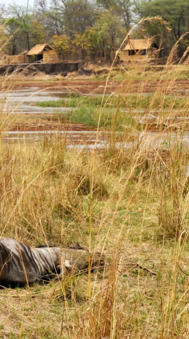 mwaleshi camp lion zambia yellow zebra safaris