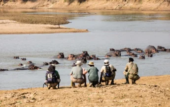 Mwaleshi Camp walking hippo zambia yellow zebra safaris