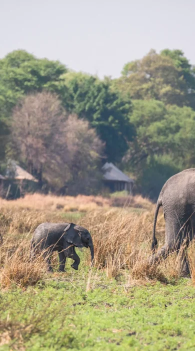 musekese zambia yellow zebra safaris