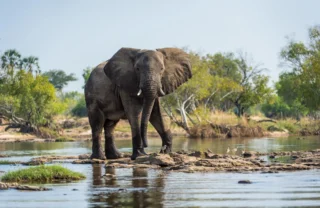 Elephant, Toka Leya, Mosi Oa Tunya NP, Zambia