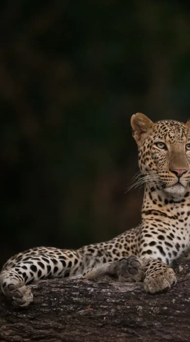 Leopard, Nkonzi Bush Camp, South Luangwa, Zambia