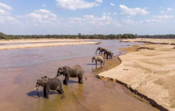 mwaleshiriver takwela camp zambia yellow zebra safaris