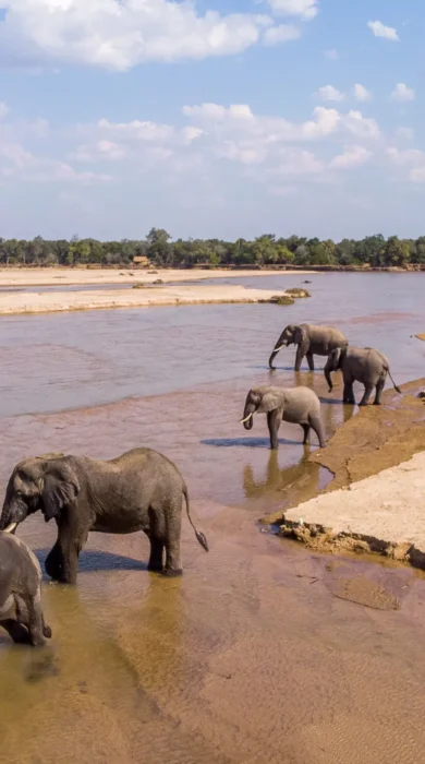 mwaleshiriver takwela camp zambia yellow zebra safaris