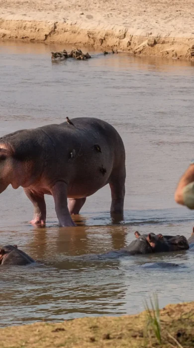 hippo pool takwela camp zambia yellow zebra safaris