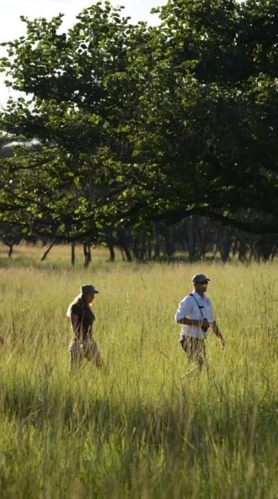 walking safari