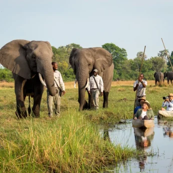 abu camp botswana elephants