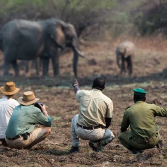 elephant encounter, zambia walking safari