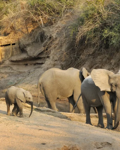 Elephants, Mwamba Camp, South Luangwa NP, Zambia