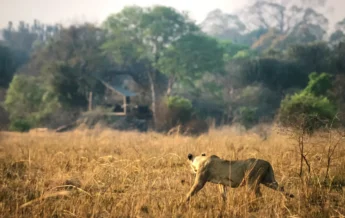 ntemwa busanga lion zambia yellow zebra safaris