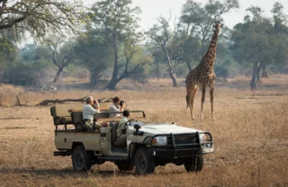 giraffe encounter in south luangwa national park, zambia