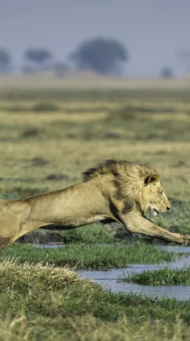 lion safaris, kafue national park, zambia holidays