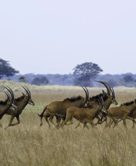 lechwe in kafue national park, zambia safaris