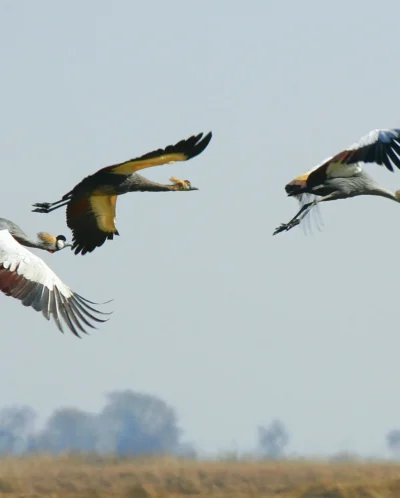 birds in kafue national park, zambia safaris
