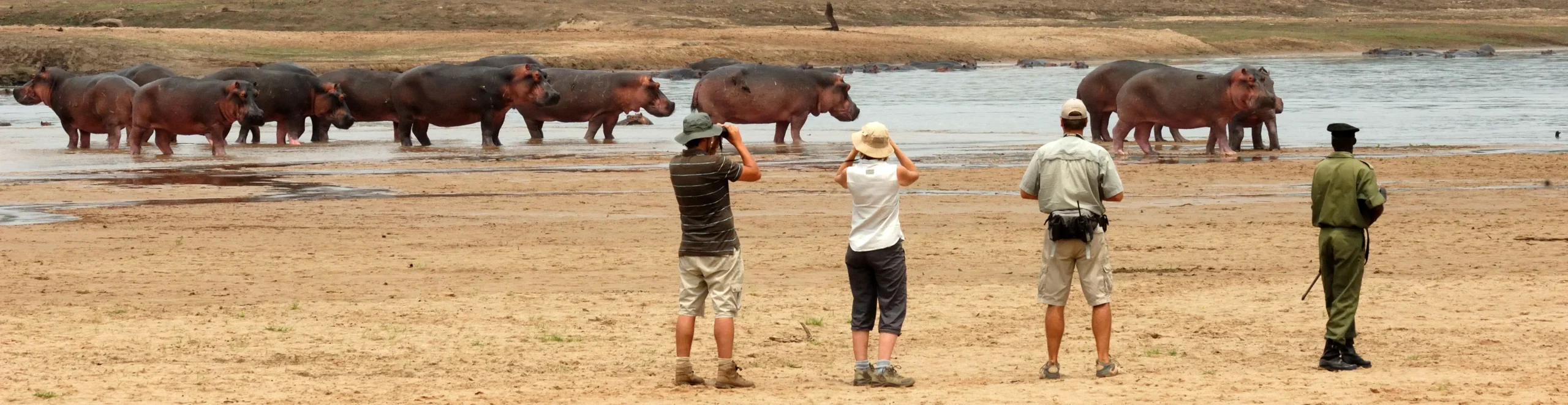 wild hippo safaris, north luangwa national park, zambia