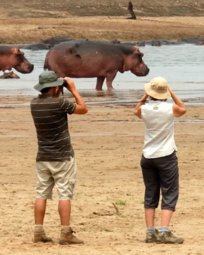 wild hippo safaris, north luangwa national park, zambia