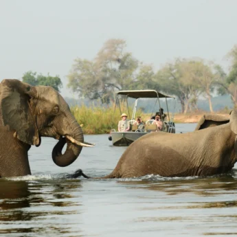 elephants, boating safaris, zambia holidays