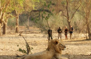 lion encounter, zambia walking safaris, zambia