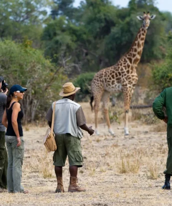 giraffe encounter, zambia walking safari holidays