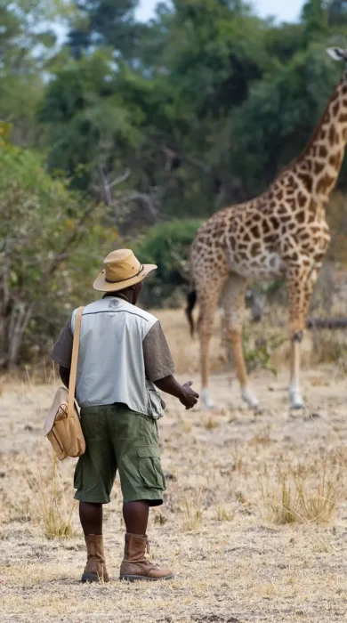 giraffe encounter, zambia walking safari holidays