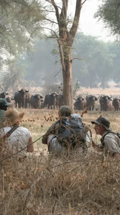 walking safari, true zimbabwe experience