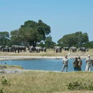 Elephant herd, Walking safaris, Zambezi National Park, Zimbabwe