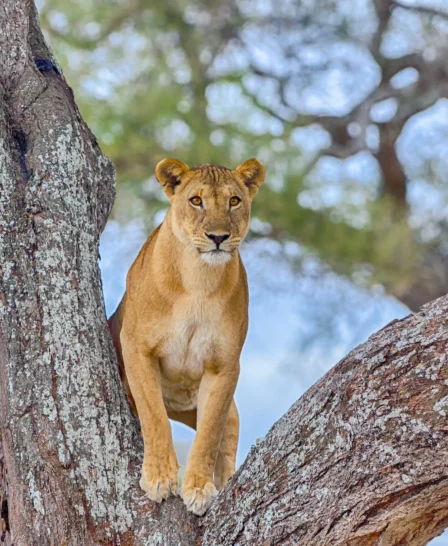 Tree-climbing lion, Lake Manyara National Park