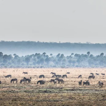 Wildlife in Katavi National Park, Tanzania