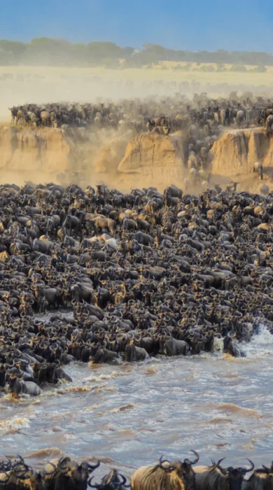 Hundreds of wildebeest line high riverbanks and flood the riverbed, Serengeti, Tanzania - Yellow Zebra Safari