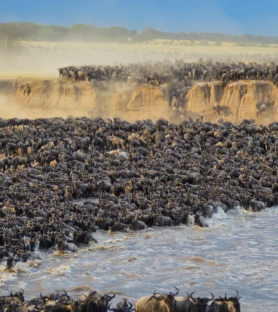 Hundreds of wildebeest line high riverbanks and flood the riverbed, Serengeti, Tanzania - Yellow Zebra Safari