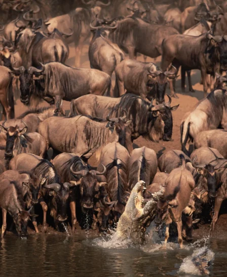 A crocodile leaps out of the water as wildebeest attempt to cross the river, Serengeti - Yellow Zebra Safari