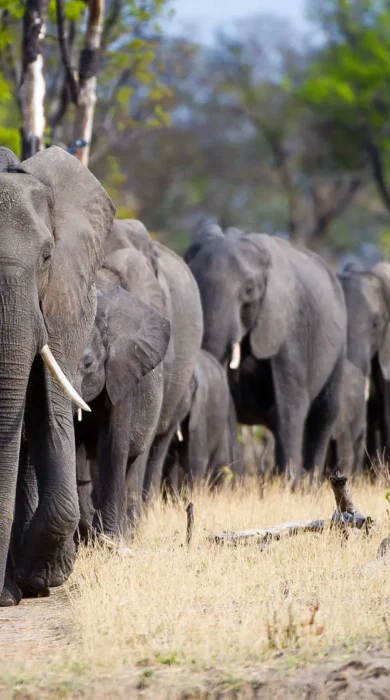 elephant herd, wilderness davisons, hwange national park, zimbabwe