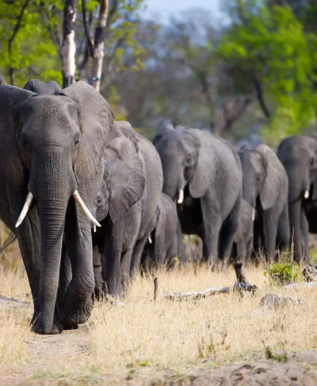 elephant herd, wilderness davisons, hwange national park, zimbabwe