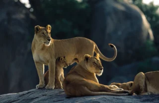 A lion cub sits in her between a lionesses' front legs and another lioness sits beside - Yellow Zebra Safari