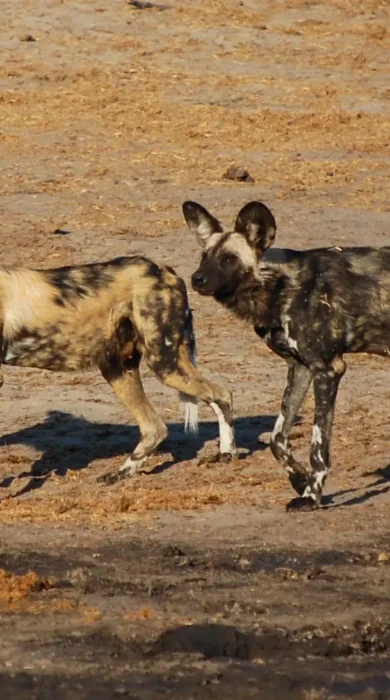 Wild dog, wildlife, Nehimba Lodge, Hwange, Zimbabwe