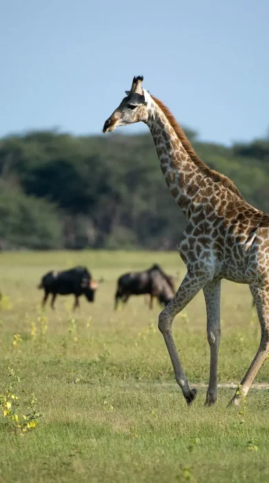 Giraffe, Little Makalolo, Hwange NP, Zimbabwe