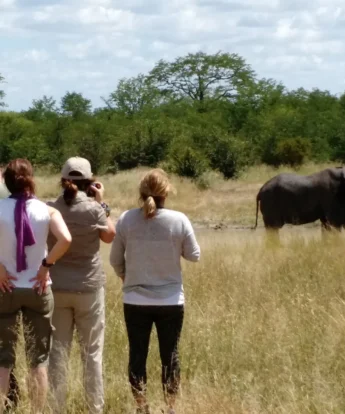 Walking safari, Jozibanini Camp, Hwange, Zimbabwe