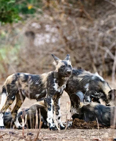 little vundu camp dogs zimbabwe yellow zebra safaris