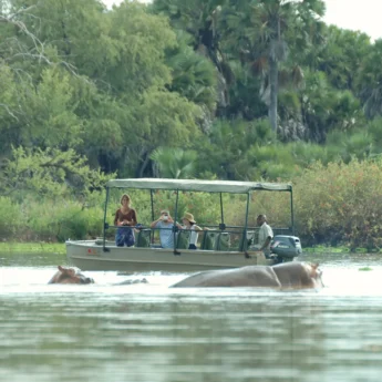 Hippos, boat cruise, Selous Game Reserve, Tanzania