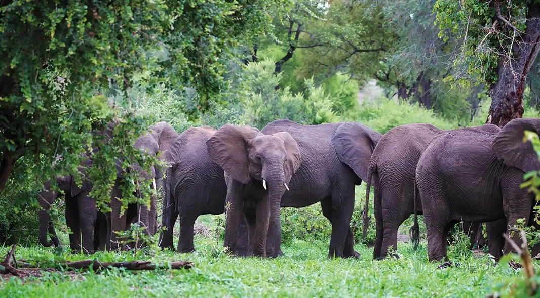 matetsi elephants