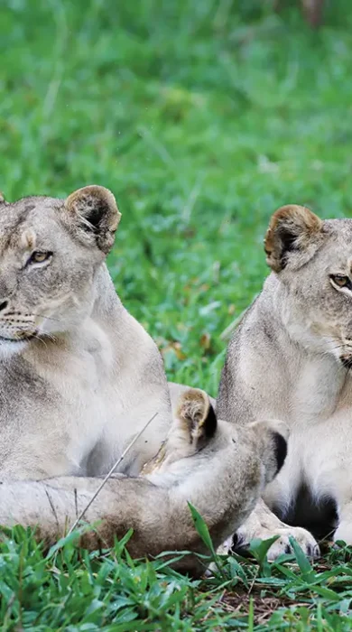 matetsi lions