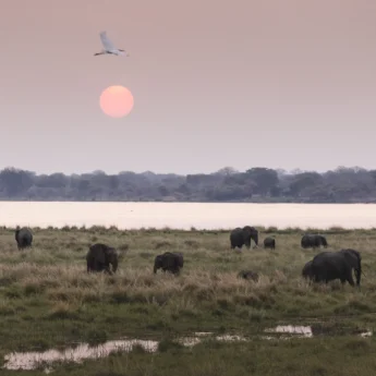 Elephants, Little Ruckomechi, Mana Pools, Zimbabwe