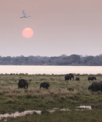 Elephants, Little Ruckomechi, Mana Pools, Zimbabwe