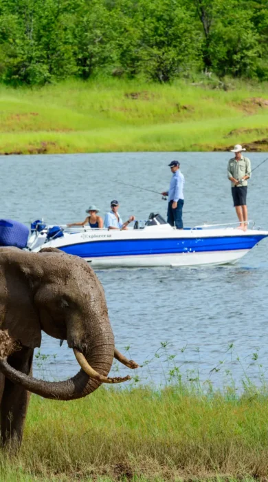 Zambia elephant