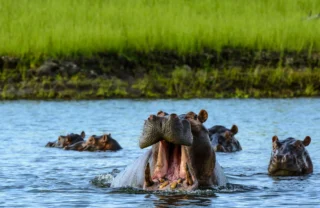 matusadona houseboat boat hippos zimbabwe yellow zebra safaris
