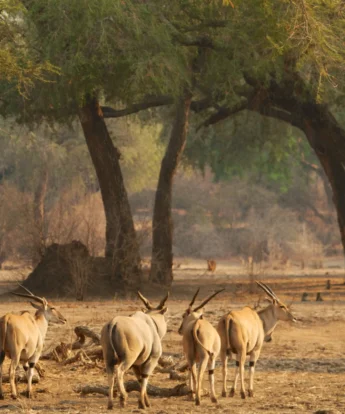 safari game zimbabwe